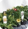 Supertunia Vista Strawberry 6 sztuk